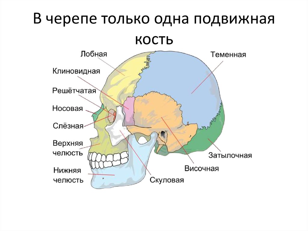 Скуловая и теменные кости. Теменная кость строение. Височная и теменная подвижные или нет. Подвижная кость черепа человека. Теменная часть головы.