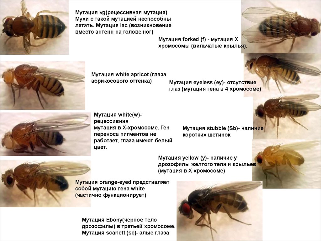 Какие причины могут вызвать мутации у дрозофил. Мутации дрозофилы. Муха дрозофила мутации. Мутации крыльев дрозофилы. Мутация дрозофилы черное тело.