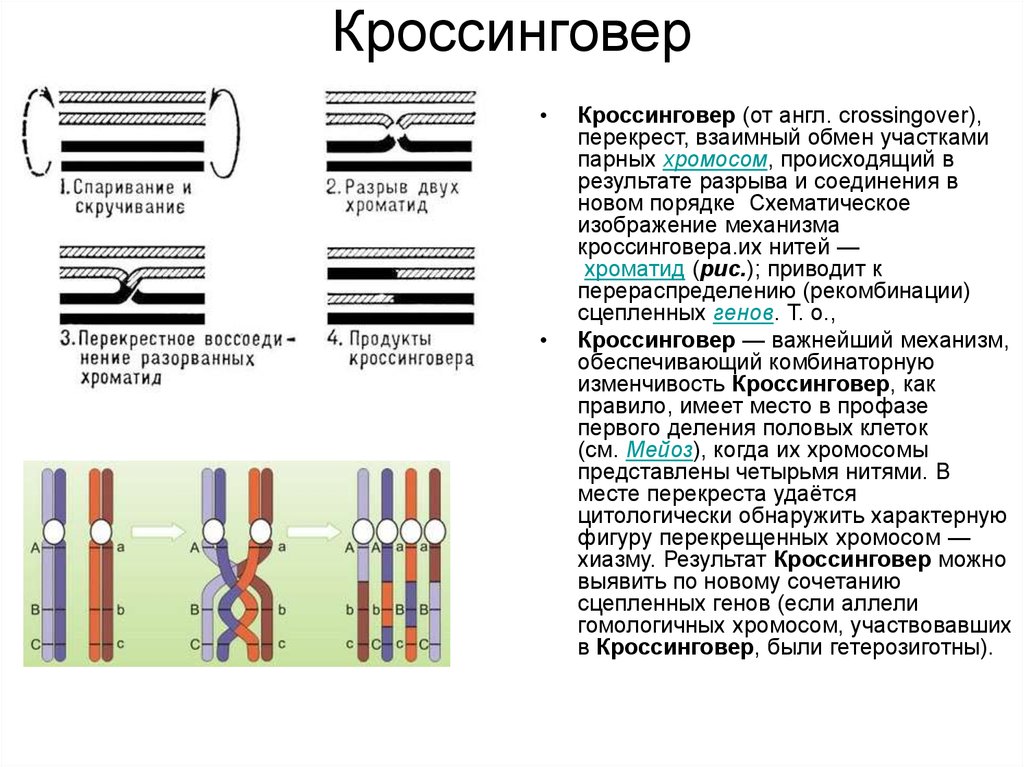 Кроссинговер гомологичных хромосом. Гипотезы объясняющие механизм кроссинговера. Процесс конъюгации и кроссинговера рисунок. Схема процесса кроссинговера. Результатом кроссинговера является.