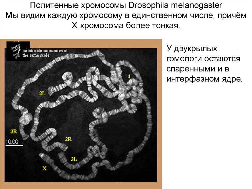 Хромосомы дрозофилы. Хирономус политенные хромосомы. Политенные хромосомы Drosophila melanogaster. Препарат политенные хромосомы дрозофилы. Интерфазные политенные хромосомы.