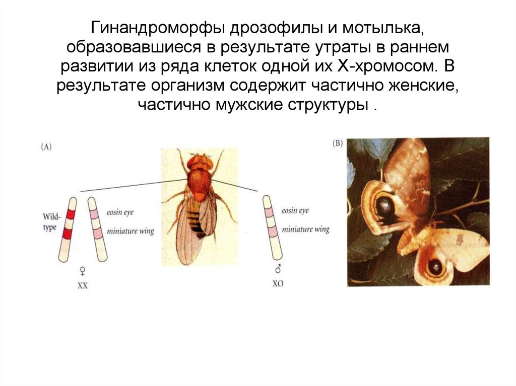 Сцепленные признаки у дрозофилы