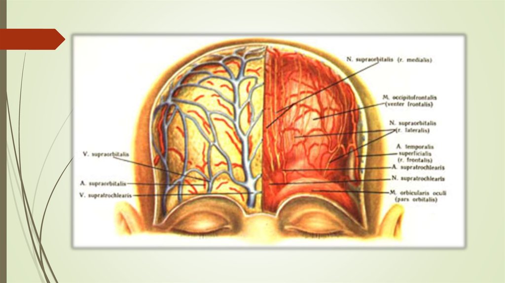 Затылок область. Лобно-теменно-затылочная область сосуды и нервы. Сосуды лобно теменно затылочной области. Кровоснабжение лобно-теменно-затылочной области. Кровоснабжение лобной области.