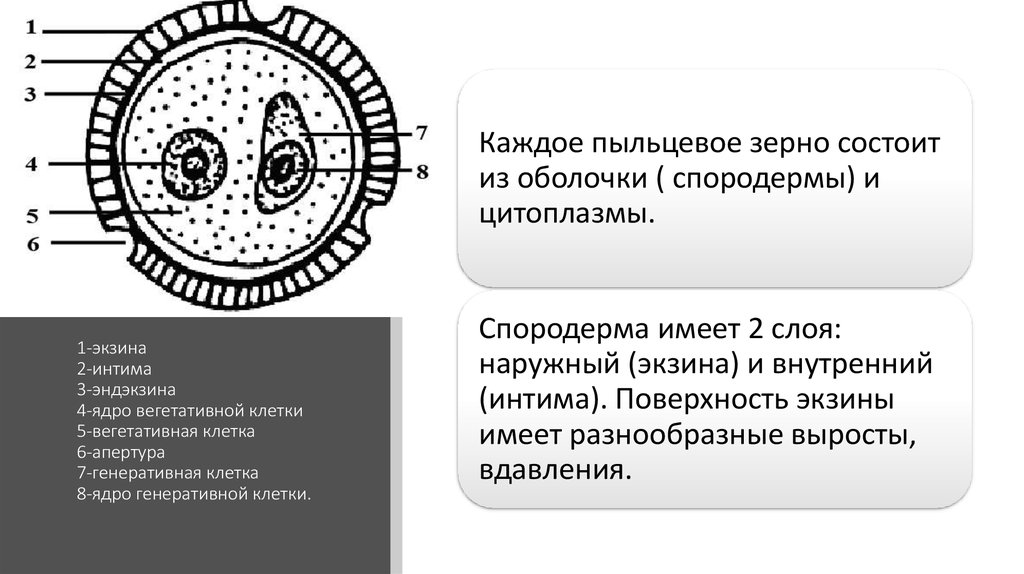 Вегетативные клетки делятся. Строение пыльцевого зерна сосны обыкновенной. Строение пыльцевого зерна голосеменных. Схема пыльцевого зерна сосны. Из чего состоит пыльцевое зерно.