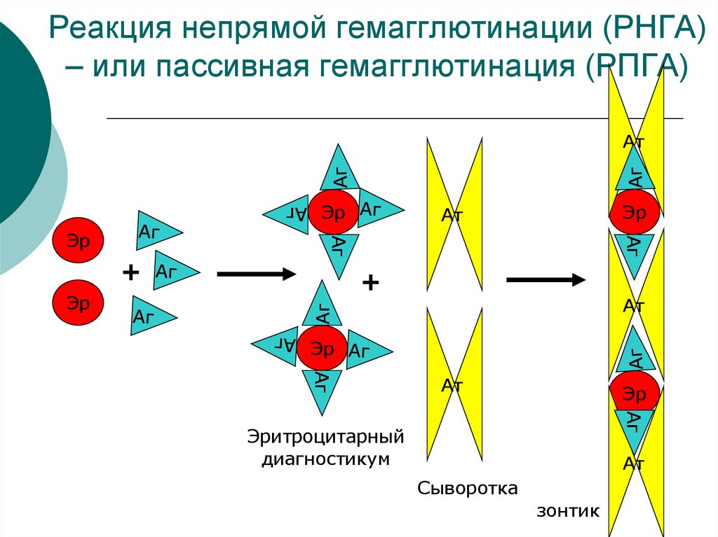 Реакция прямой гемагглютинации