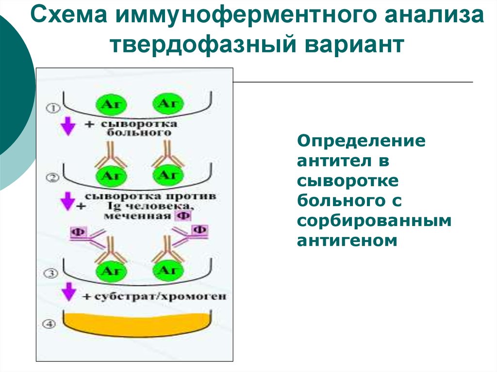 Схема постановки реакции ифа