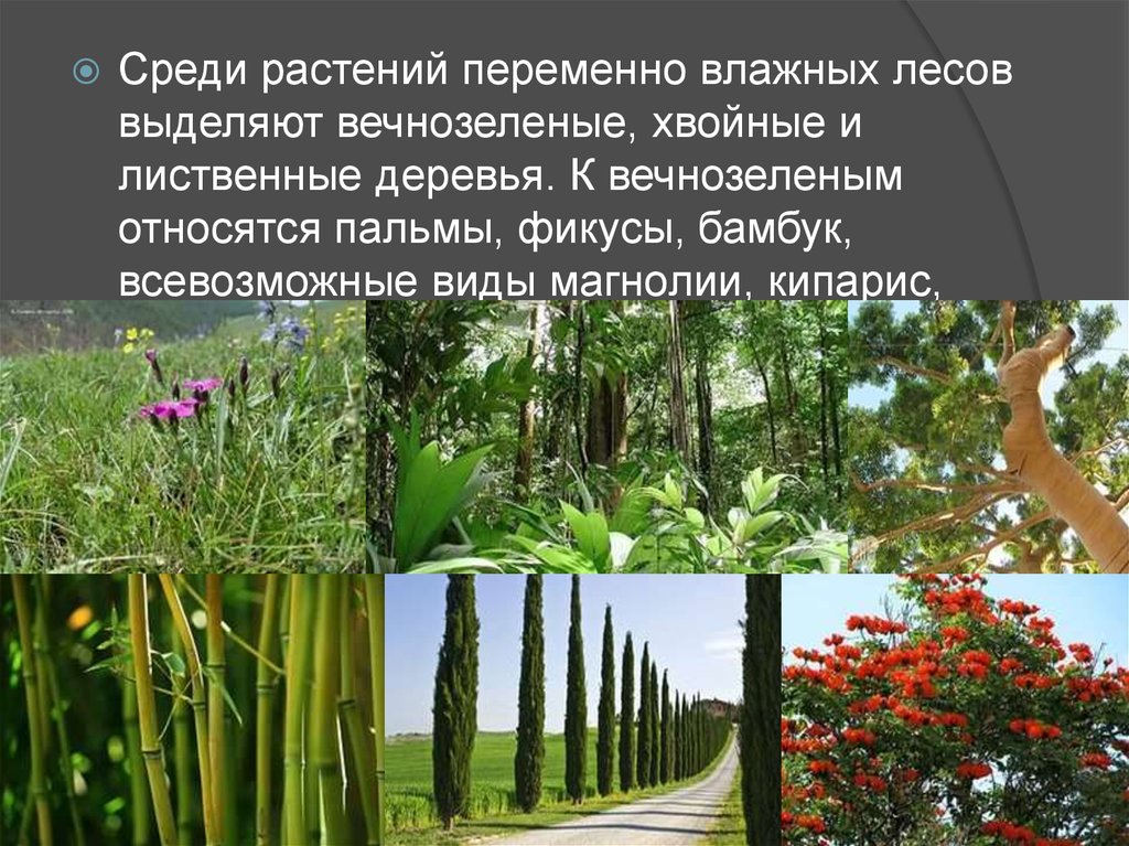 Растения характерные для субтропических лесов