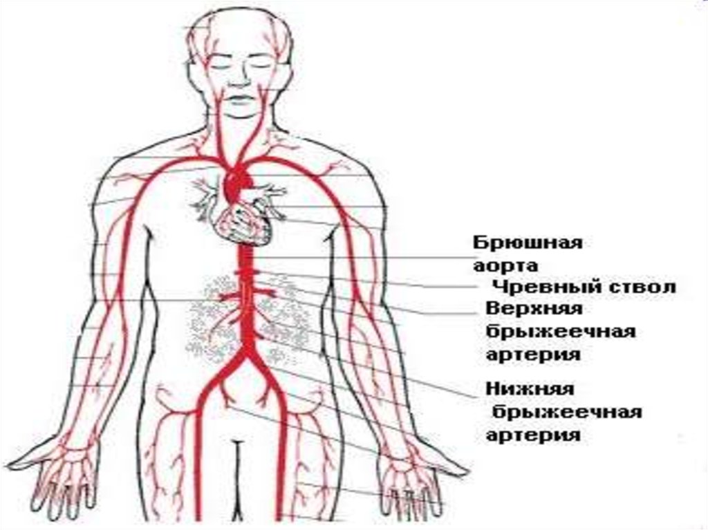 Брюшная артерия. Расположение брюшной аорты. Артерии грудной и брюшной аорты.