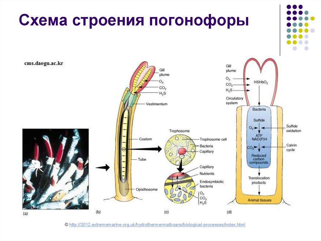 Взаимодействие бактерий и человека