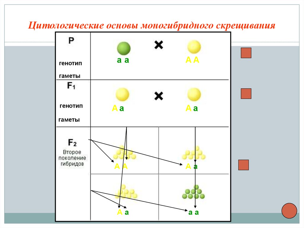 Моногибридное скрещивание f2. Моногибридное скрещивание таблица. Схема моногибридного скрещивания. Основы моногибридного скрещивания.