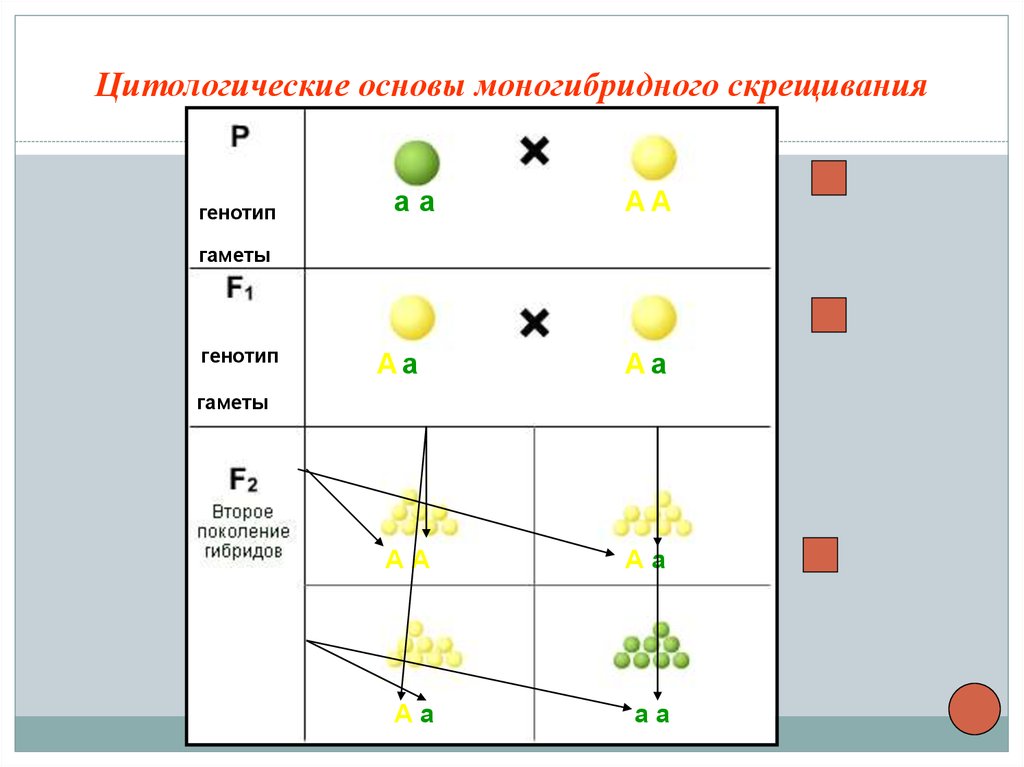 Схема гибридного скрещивания