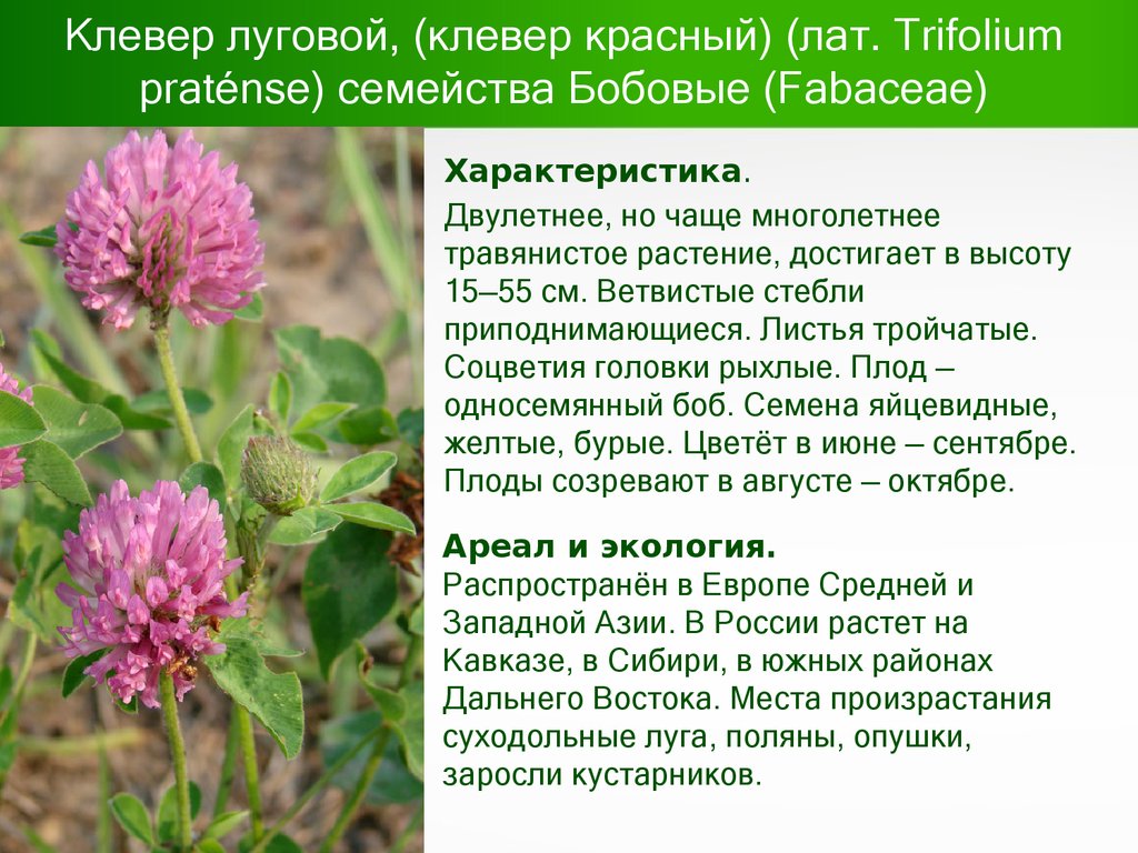 Клевер луговой, (клевер красный) (лат. Trifolium praténse) семейства Бобовые (Fabaceae)