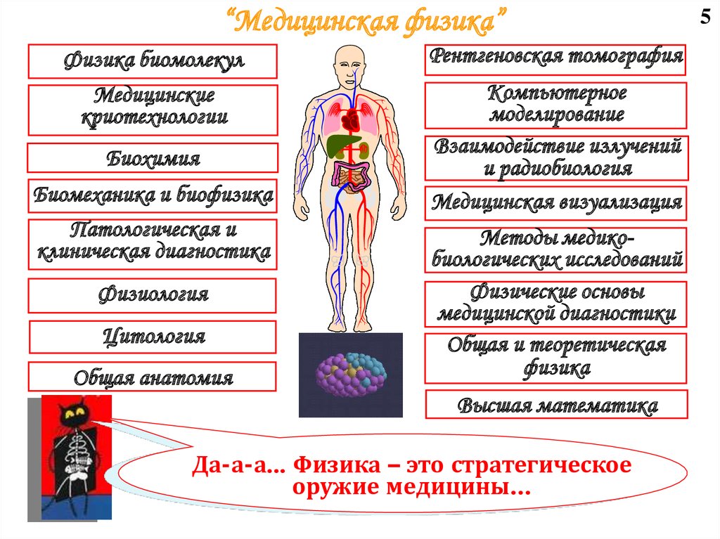 Биофизика человека проект по физике