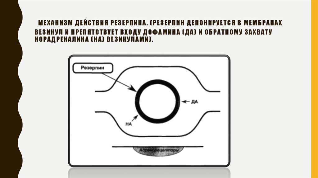 Механизм действия резерпина. (Резерпин депонируется в мембранах везикул и препятствует входу дофамина (ДА) и обратному захвату