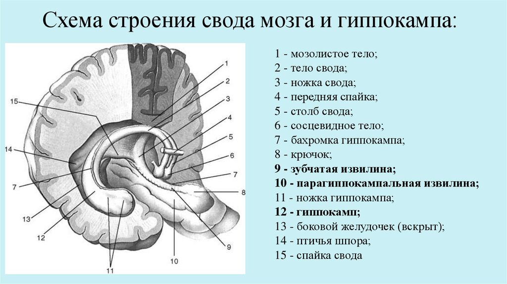 Свод точка. Строение свода конечного мозга. Мозолистое тело свод анатомия. Гиппокамп анатомия. Структуры головного мозга мозолистое тело.