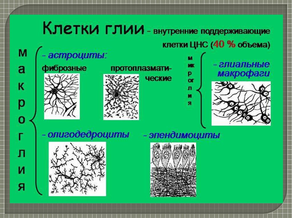 Разновидности глии схема