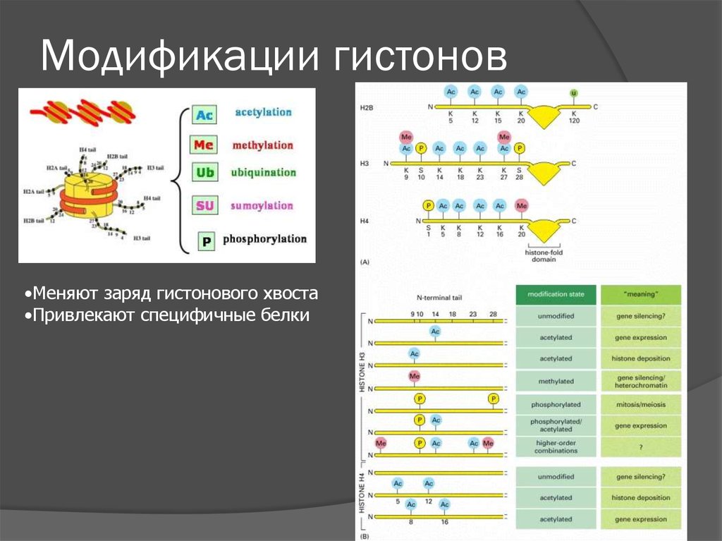 Годы модификации. Эпигенетические модификации гистонов. Модификация гистонов. Модификация белков гистонов. Химические модификации гистонов.