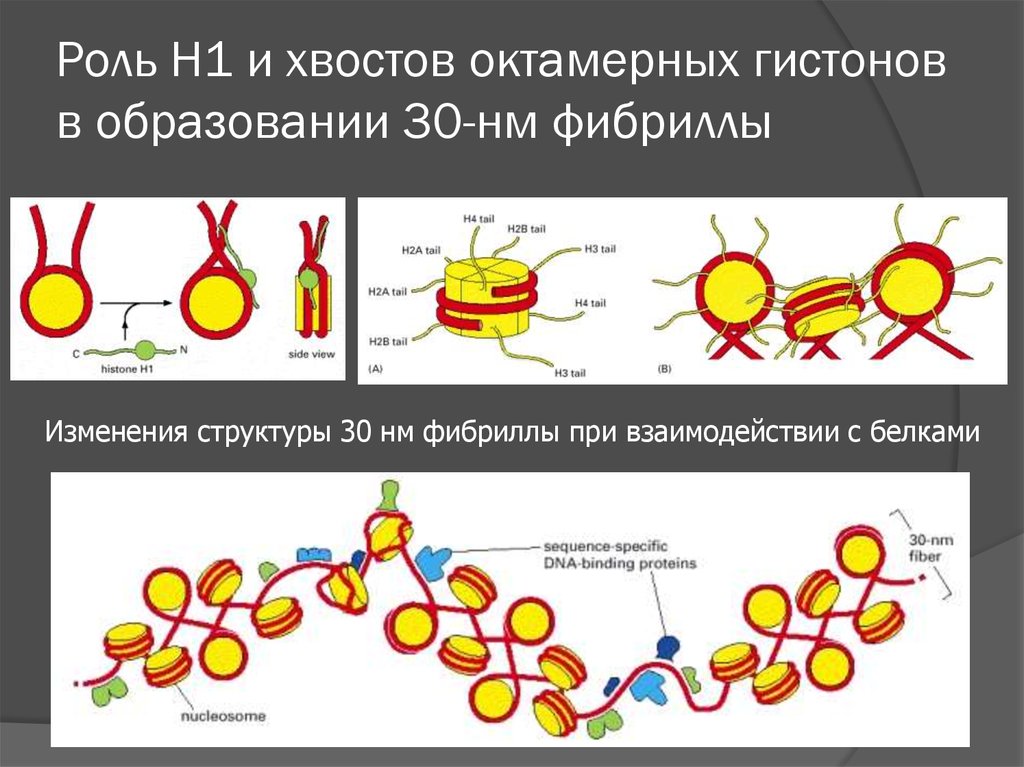 Гистоны эукариот