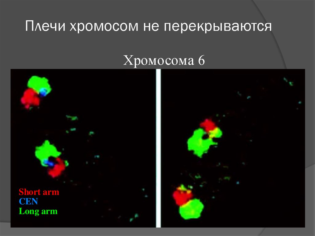 Плечи хромосом. Гетерохроматин на 9 хромосоме мужчины. Применение пангеномов презентация.