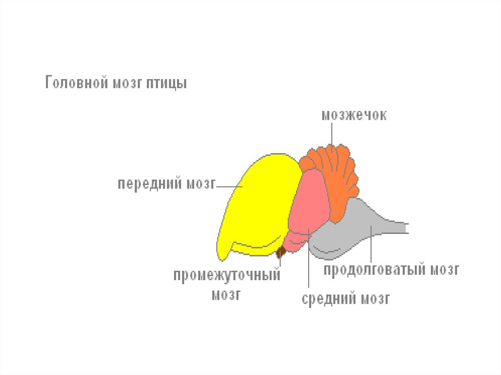 Класс птицы мозг. Схема строения головного мозга птицы. Строение головного мозга птицы 7 класс биология. Отделы головного мозга у птиц схема. Строение отделов головного мозга птиц.