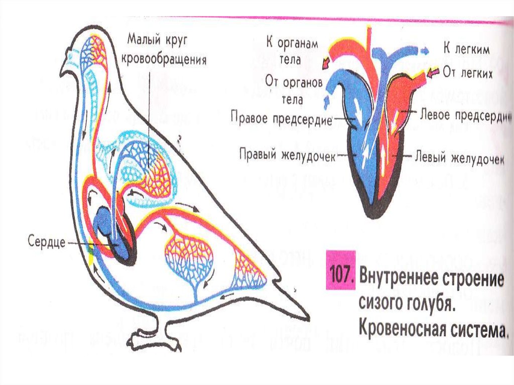 Процесс кровообращения птиц. Строение кровеносной системы голубя. Схема кровеносной системы голубя. Внутреннее строение сизого голубя кровеносная система. Строение внутренних органов голубя.