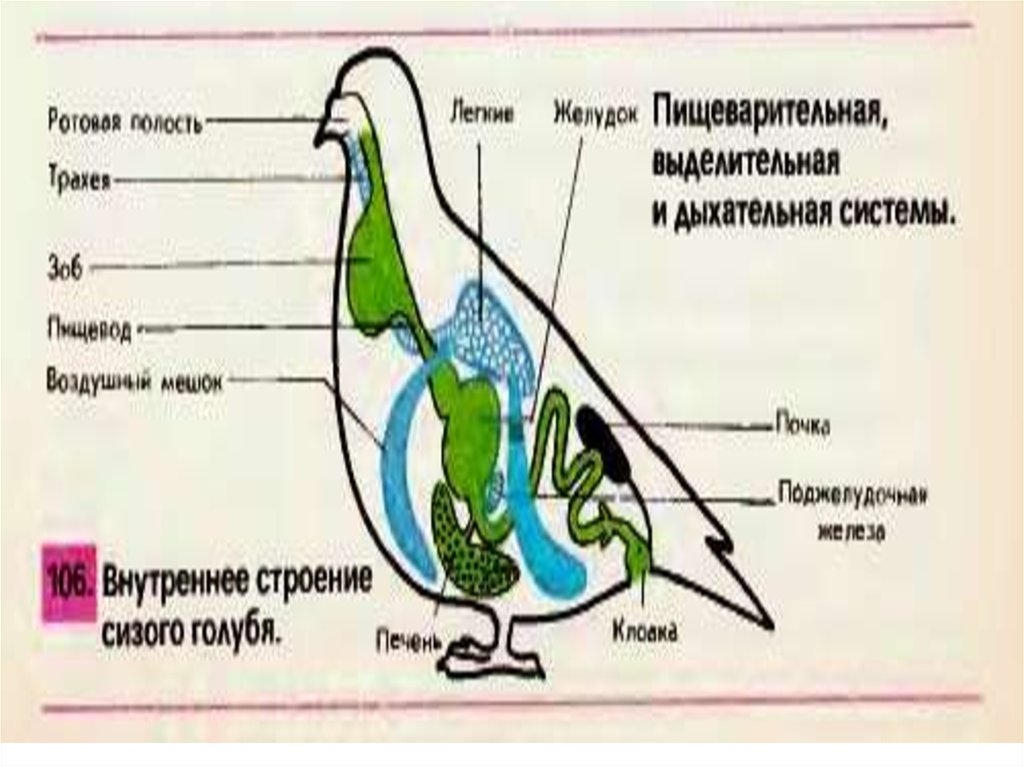 Класс птицы выделительная система. Строение пищеварительной системы голубя. Схема пищеварительной системы голубя. Выделительная система голубя сизого. Пищеварительная система сизого голубя.