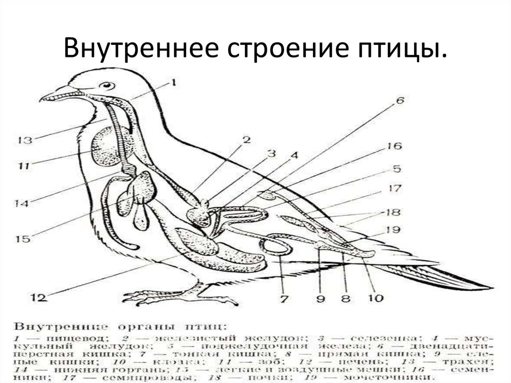 Хорошо развитые органы у птиц