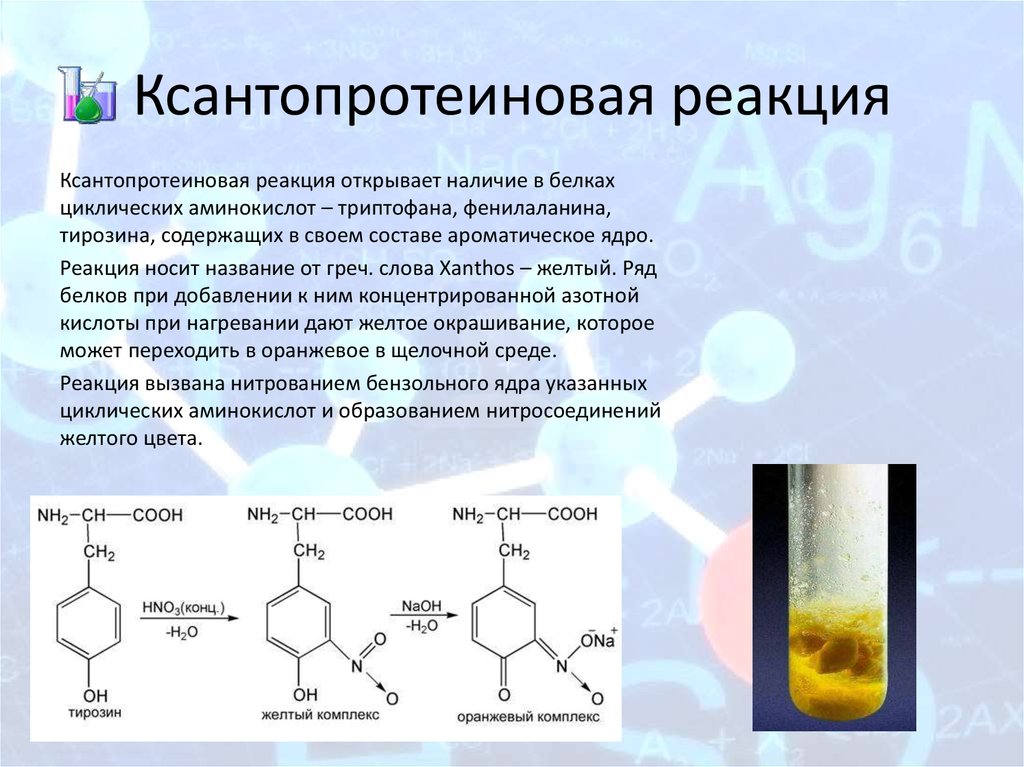 Полипептиды с азотной кислотой дают фиолетовое окрашивание. Ксантопротеиновая реакция механизм реакции. Ксантопротеиновая реакция на тирозин. Ксантопротеиновая реакция белков. Ксантопротеиновая реакция обнаружения ароматических аминокислот.