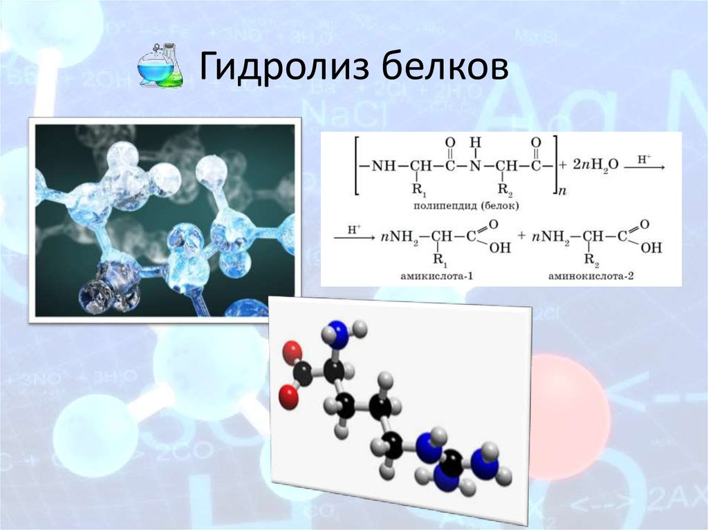 Сколько молекул в белке