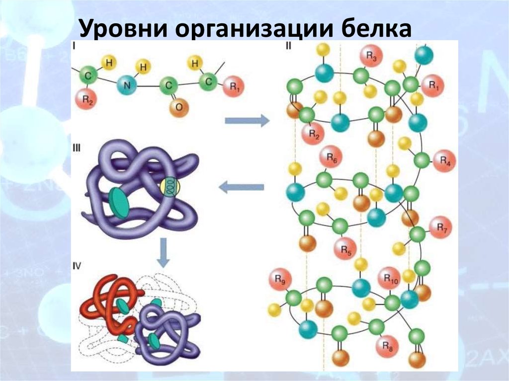 4 организации белка. Структура белковой молекулы схема. Уровни структурной организации белков рисунок. Уровни организации белков рисунок. Уровни организации белковой молекулы схема.