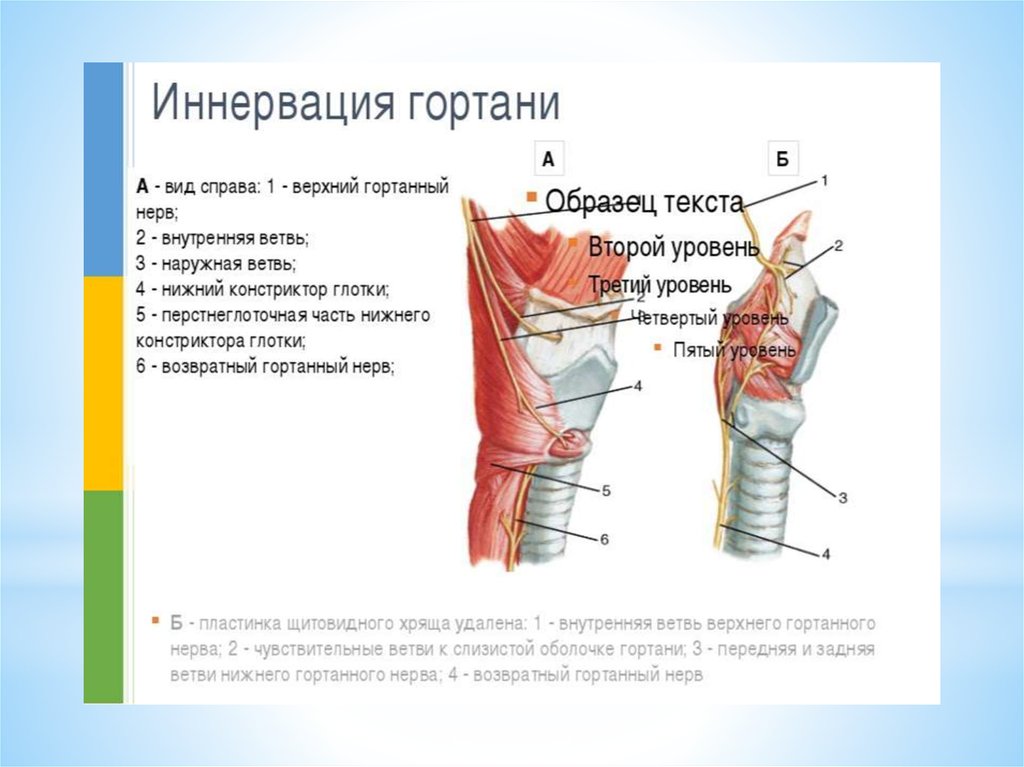 Болит гортани при надавливании. Нервы иннервирующие мышцы гортани. Мышцы гортани иннервирует. Кровоснабжение и иннервация гортани. Верхний гортанный нерв анатомия.
