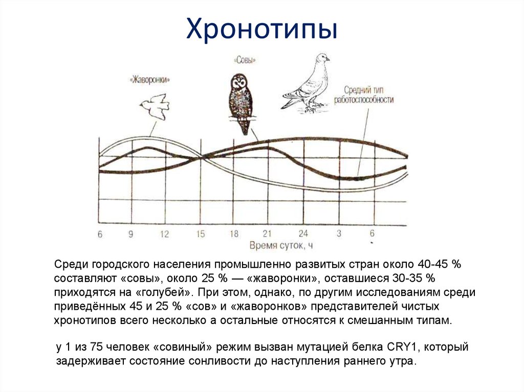 Проект влияние хронотипов на жизнь человека