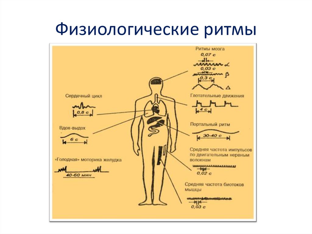 Биологические ритмы презентация