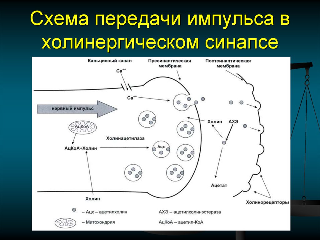 Холинергический синапс схема