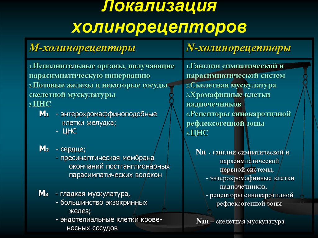 Действия на н. Локализация холинергических рецепторов м1. М1 холинорецепторы эффект. М1 холинорецепторы фармакология. Локализация и функции холинорецепторов.