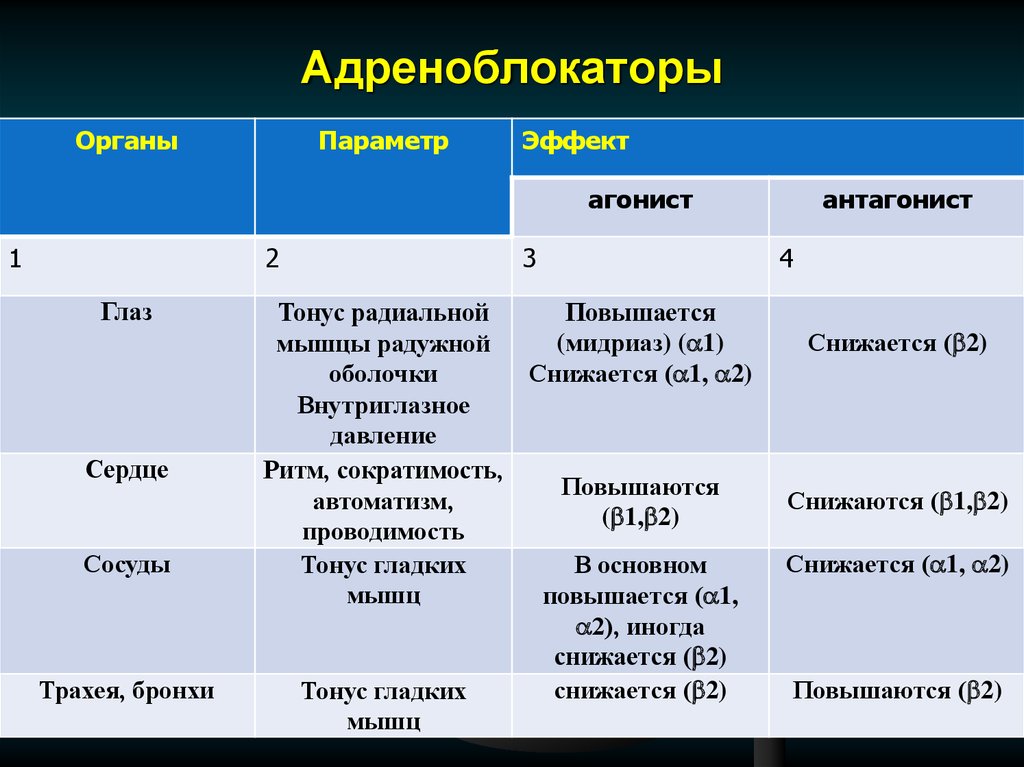 Бета адреноблокаторы тест. Адреноблокаторы для глаз. Бета адреноблокаторы для глаз. Адреноблокаторы действие на органы. Бета адреноблокаторы мышцы.