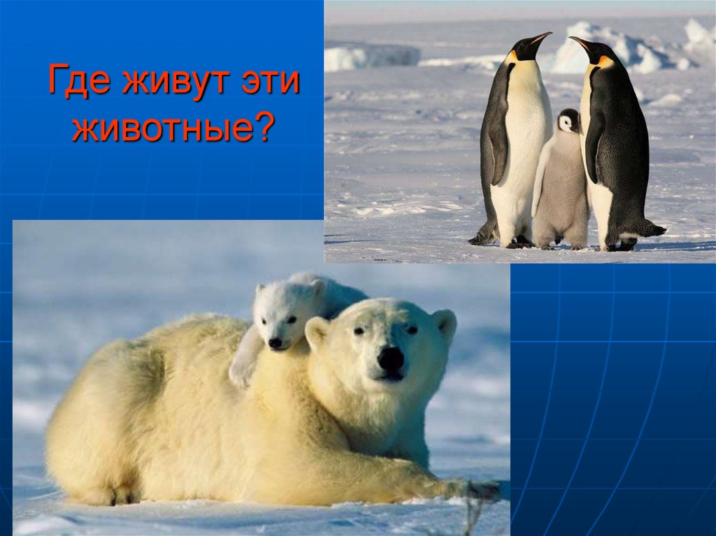 Охотятся ли медведи на пингвинов окружающий мир. Белый медведь и Пингвин. Где живут белые пингвины. Животные Южного полюса 1 класс. Где живут пингвины и бе.