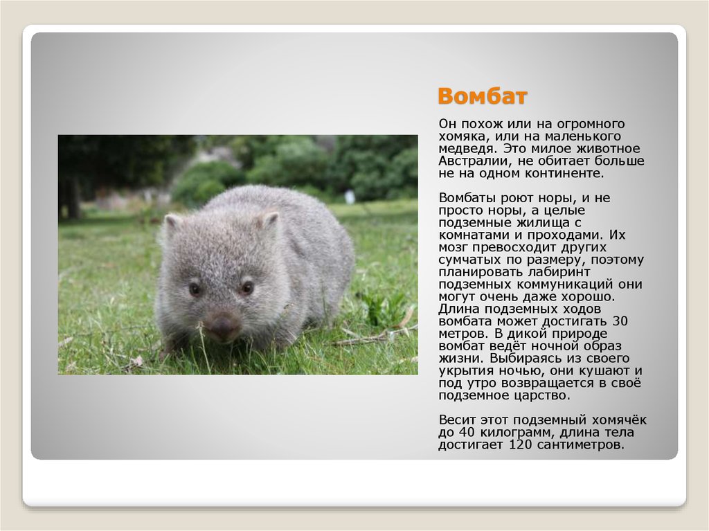 Wombat перевод. Вомбат животное Австралии. Эндемики Австралии вомбат. Вомбат обитает в Австралии. Вомбат сообщение.