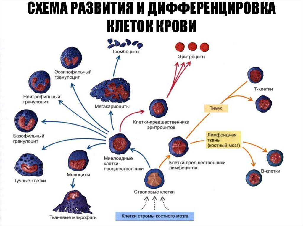 Дифференцировка клеток презентация