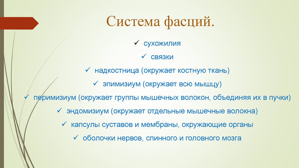 Система фасций.