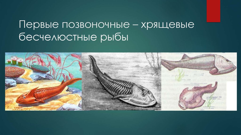 Когда появились первые позвоночные животные. Бесчелюстные рыбы ордовика. Ордовикский период позвоночные. Бесчелюстные панцирные рыбы Силур. Бесчелюстные рыбы палеозой.