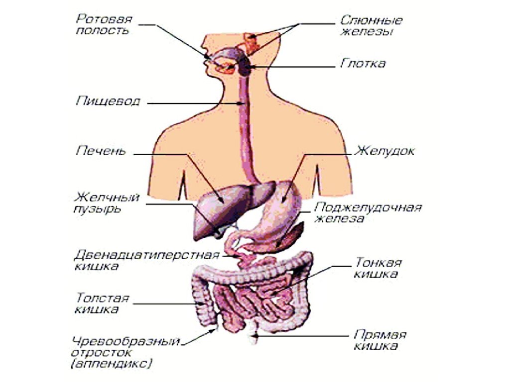 Рот пищевод желудок кишечник. Пищеварительная система человека схема. Органы пищеварительной системы человека. Системы органов человека пищеварительная система. Пищеварительная система человека схема органов пищеварения.