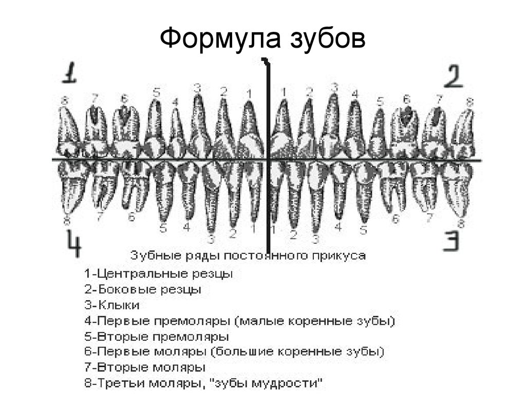 Зубная формула схема