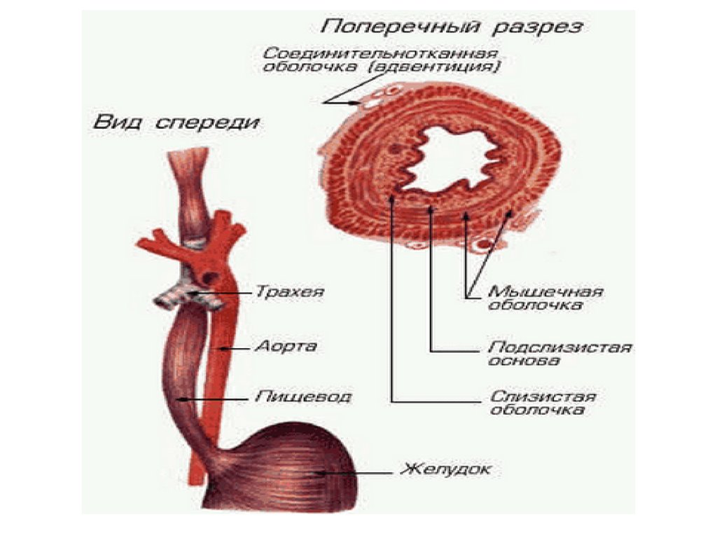 Полые органы пищеварения. Пищеварение человека схема. Морфология органов. Пищеварительная система человека в разрезе.