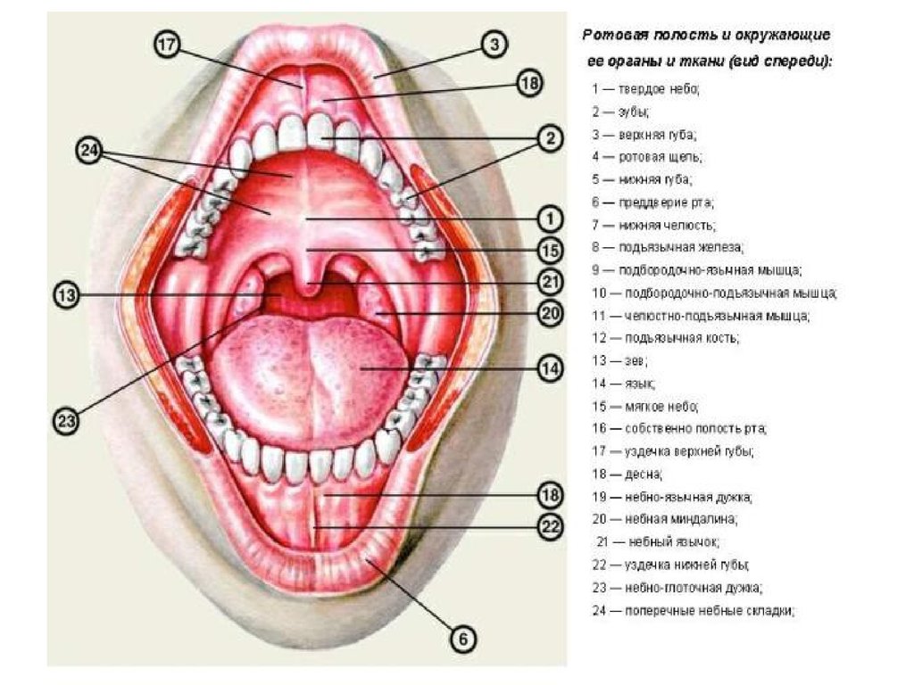 Ротовая полость относится. Анатомическое строение полости рта. Строение ротовой полости человека схема. Слизистая ротовой полости строение. Полость рта строение анатомия.