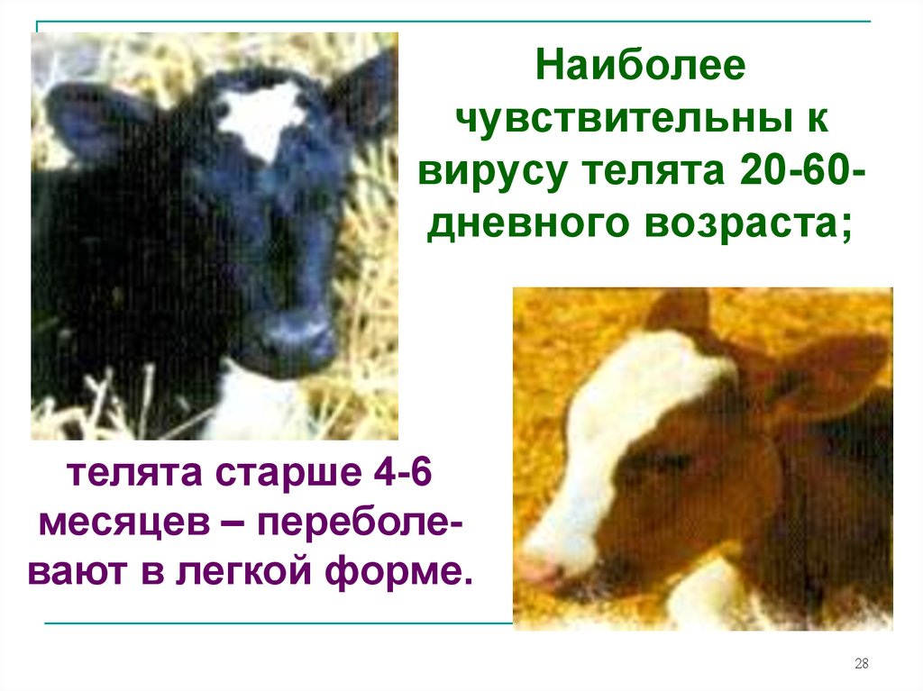Инфекционный ринотрахеит скота. Парагрипп-3 крупного рогатого скота. Парагрипп крупного рогатого скота.