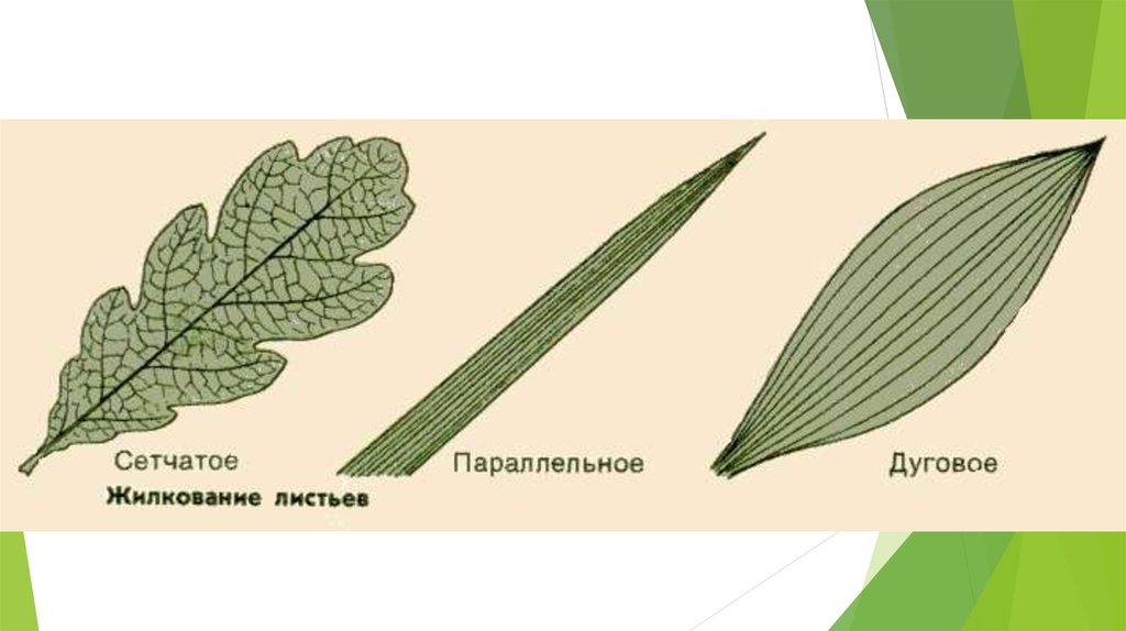 Жилкование листа цветок корневая система. Сетчатое параллельное и дуговое жилкование. Лист кукурузы Тип жилкования. Параллельное жилкование листьев пшеница. Параллельное и дуговое жилкование листьев.