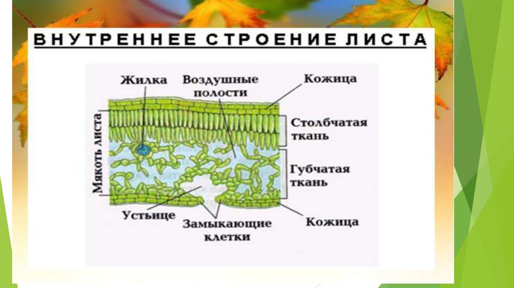 Функции столбчатой ткани