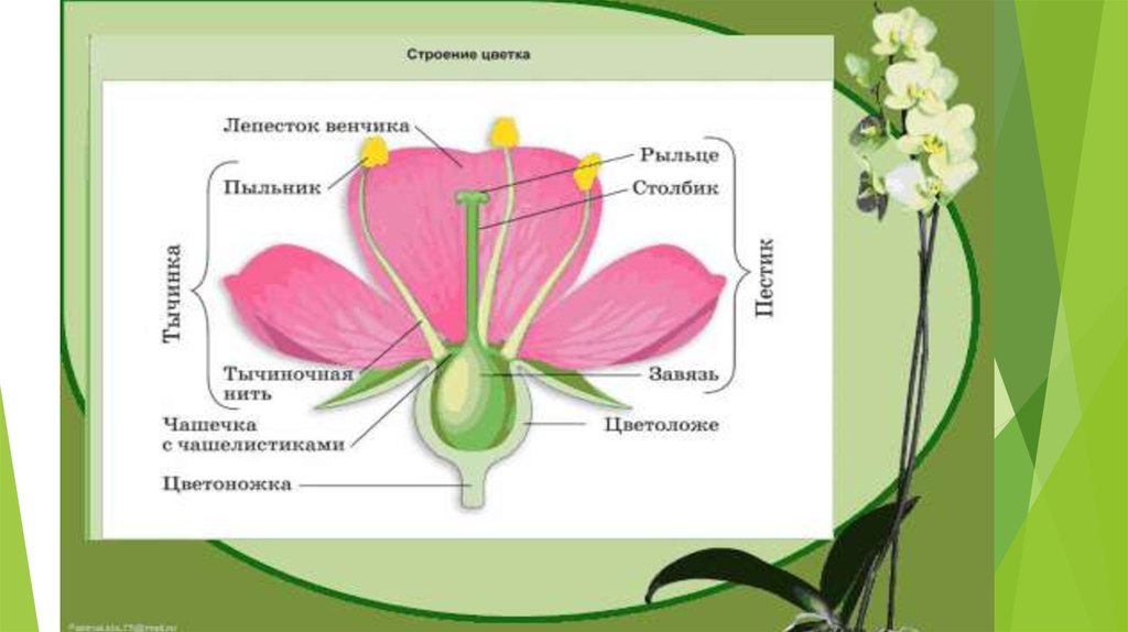 Строение растения 6 класс биология тест