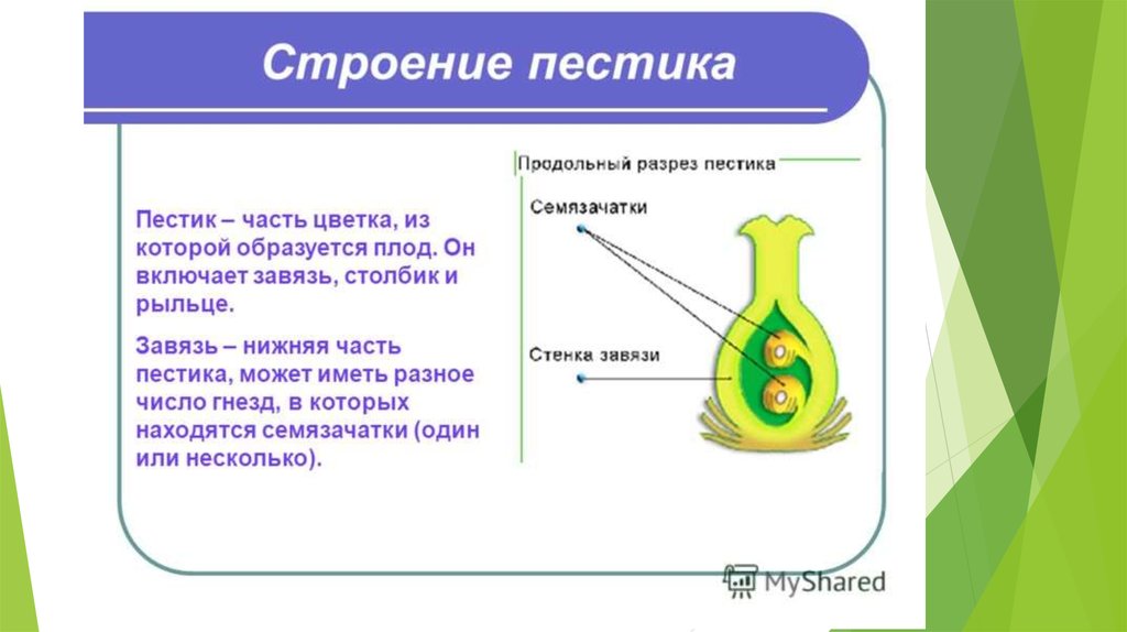 Функция завязи. Из чего состоит завязь пестика. Функции семязачаток у цветка 6 класс. Строение завязи пестика. Пестик строение и функции.