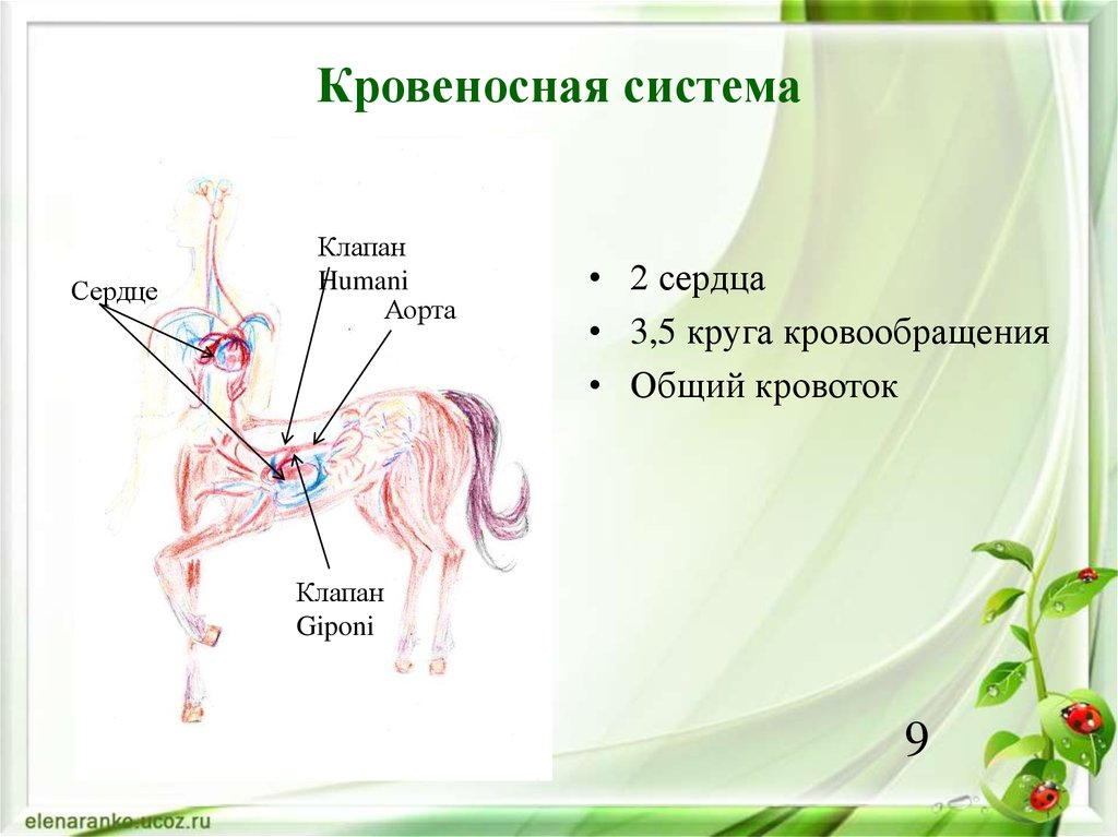 Кровеносная система